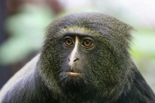 image of guenon
