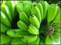 image of banana