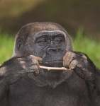 image of gorilla