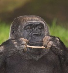 image of gorilla #23