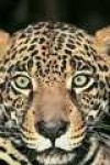 image of jaguar_car