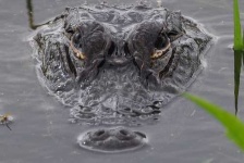 image of american_alligator