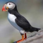 image of bird