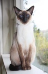 image of siamese #6