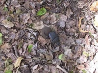 image of dung_beetle