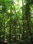 image of rainforest