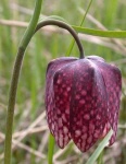 image of fritillary #16