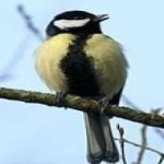 image of bird