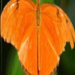 image of animal