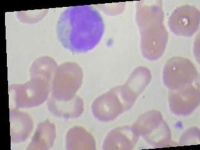 image of blood_cell