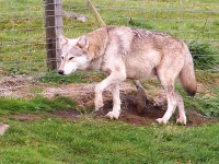 image of timber_wolf