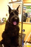 image of giant_schnauzer