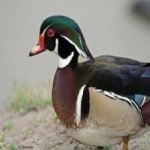 image of bird