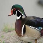 image of wood_duck #21