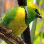 image of bird
