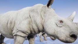 image of rhinoceros
