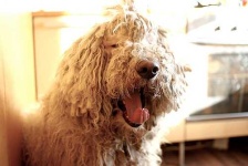 image of komondor