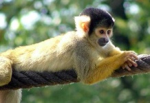 image of spider_monkey #0