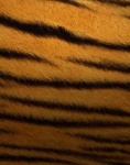 image of texture