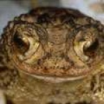 image of tailed_frog