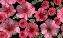 image of petunia #6