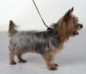 image of silky_terrier #11