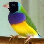 image of bird