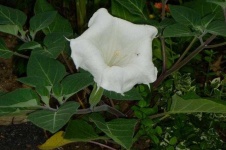 image of flower