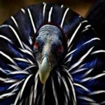image of bird