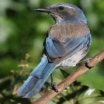 image of bird