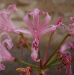 image of flower