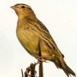 image of bird