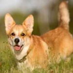 image of corgi #5