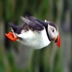 image of bird