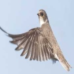 image of bird