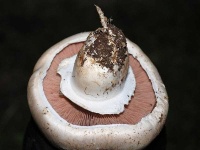 image of agaricus #4