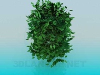 image of bush