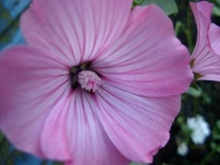image of flower