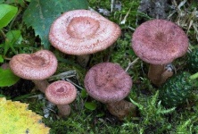 image of mushrooms