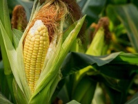 image of sweetcorn #15