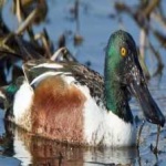 image of northern_shoveler #1