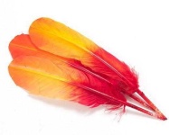 image of feather