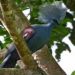 image of bird
