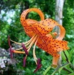 image of flower