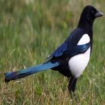 image of bird