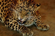 image of jaguar_car