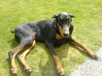 image of doberman
