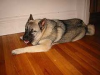 image of norwegian_elkhound #29