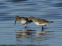 image of red_backed_sandpiper #20