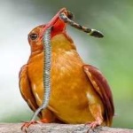 image of bird